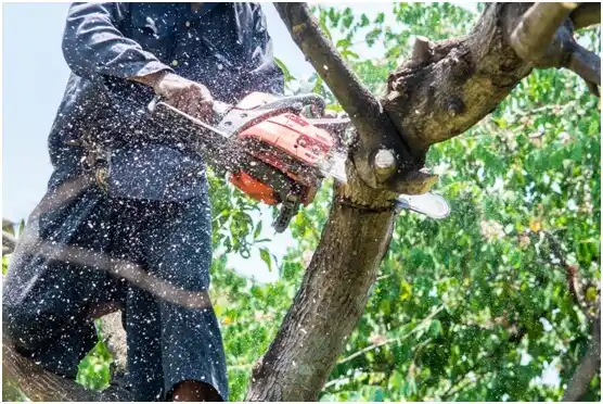 tree services Westby